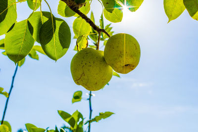 Low angle view of fruits growing on tree against sky