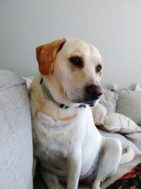 Close-up portrait of dog sitting on sofa at home