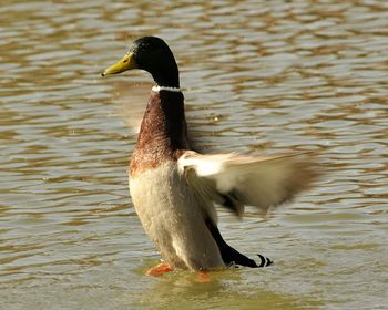 Blurred motion of duck in lake