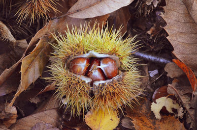 High angle view of fruits