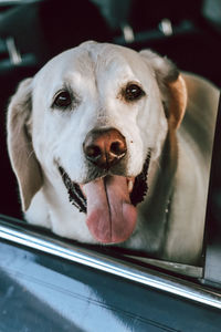 Close-up portrait of dog