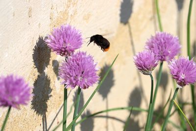 Close-up of honey bee pollinating on purple flower