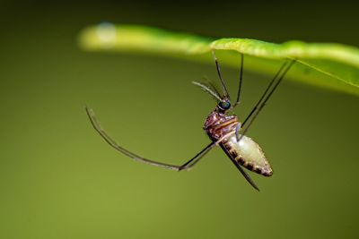 Close-up of insect