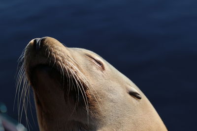 Close-up of sea lion