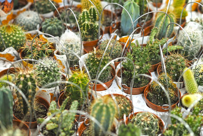 A collection of small cacti, the sale of cacti in the store. high quality photo