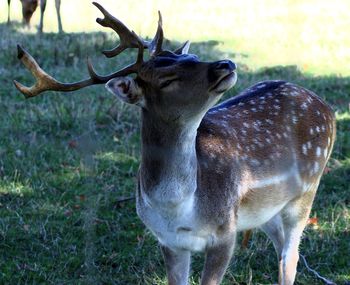 Deer in a field