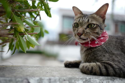 Close-up of a cat looking away