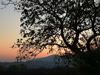 Low angle view of silhouette tree against sky during sunset