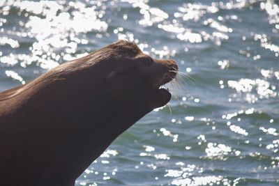 Side view of person against sea