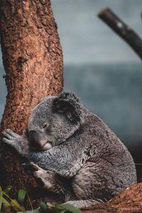 Close-up of an animal sleeping on tree trunk