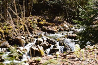 Stream flowing through rocks in forest