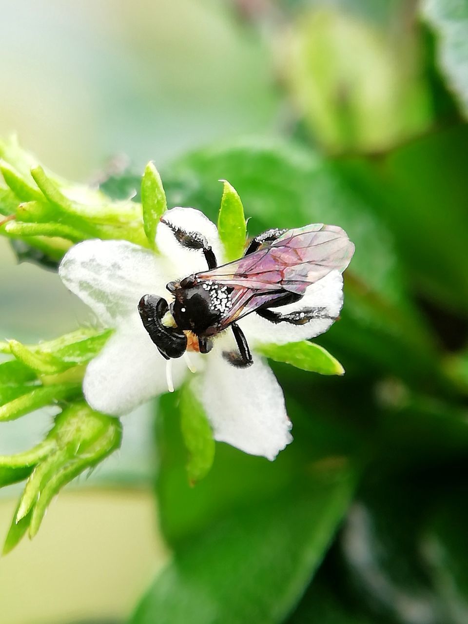 CLOSE-UP OF INSECT POLLINATING ON A FLOWER