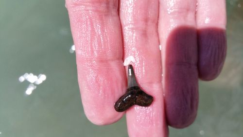 Cropped image of hand holding fossil over sea at beach