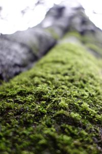 Close-up of moss on grass