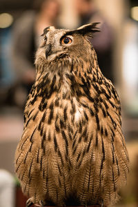 Close-up portrait of owl