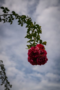 Close-up of red rose plant against sky