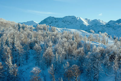 Frozen forest trees on top of mountain with skiing resort