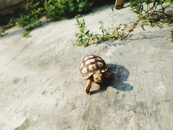 High angle view of insect on ground