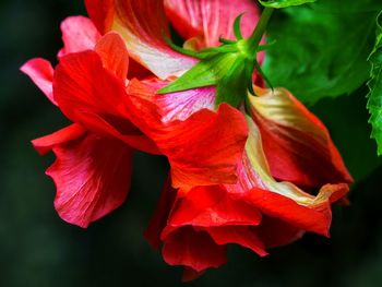 Close-up of red hibiscus flower