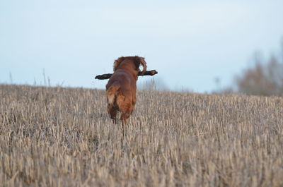 Dog standing on grassy field