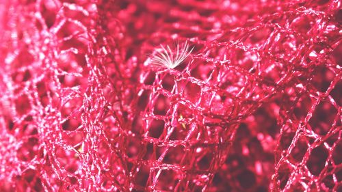 Full frame shot of water drops on plant