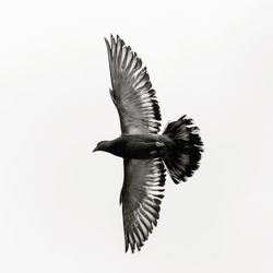 Low angle view of eagle flying against clear sky