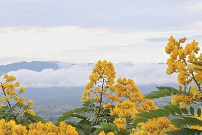 Yellow flowers growing in field