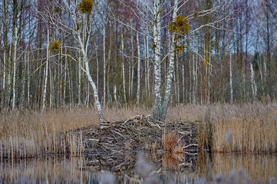 Scenic view of lake in forest