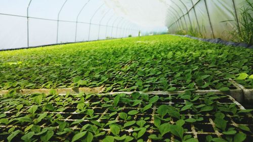 Close-up of plant growing at greenhouse