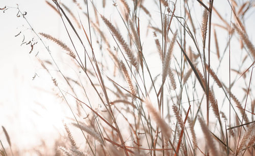 Close-up of stalks in field