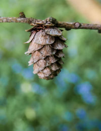 Close up of leaf