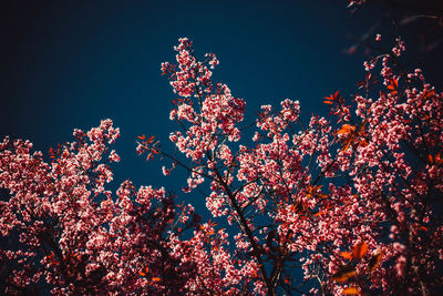 Low angle view of pink flowering tree against sky