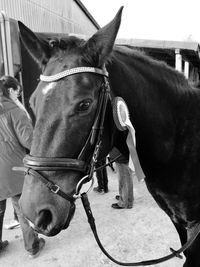 Close-up of horse in ranch