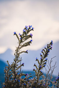 Low angle view of flowering plant against sky