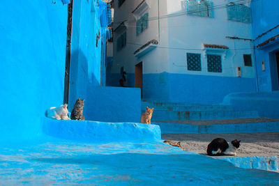 Dog relaxing in swimming pool against building