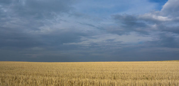 Scenic view of wheat field against sky