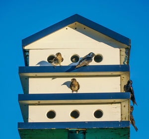 Low angle view of bird against blue sky