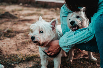 Happy west hightland white terrier