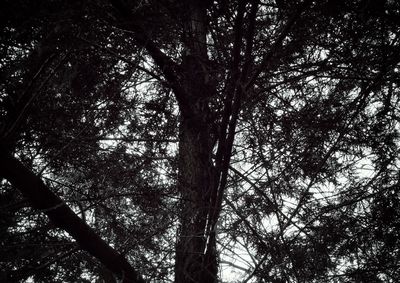 Low angle view of trees in forest