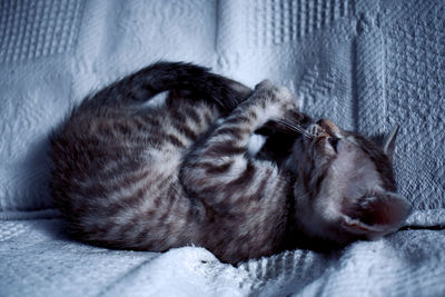 Cat sleeping on bed