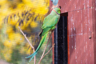 Close-up of parrot perching in cage