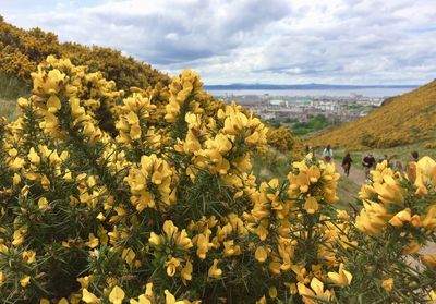 Yellow flowering plants on field against sky