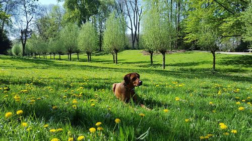 Dog in a field