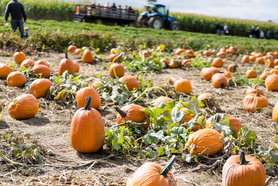 Close-up of pumpkins on field