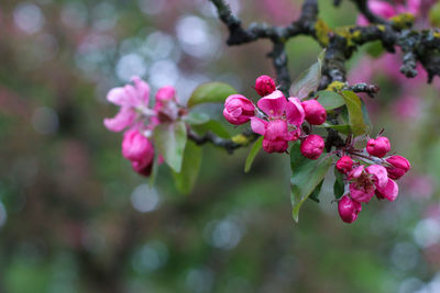 Close-up of pink cherry blossoms in spring