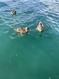 High angle view of ducks swimming in lake