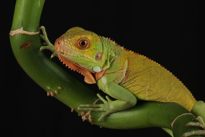 Iguana Reptile