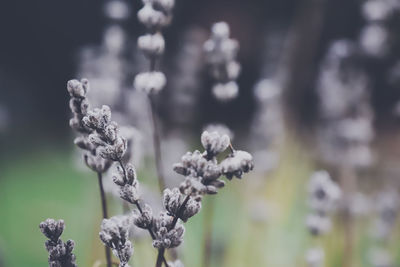 Close-up of white flowering plant