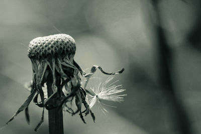 Close-up of thistle