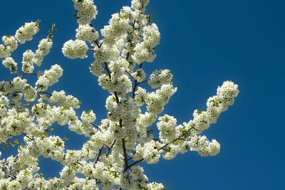 Low angle view of cherry blossoms against clear blue sky